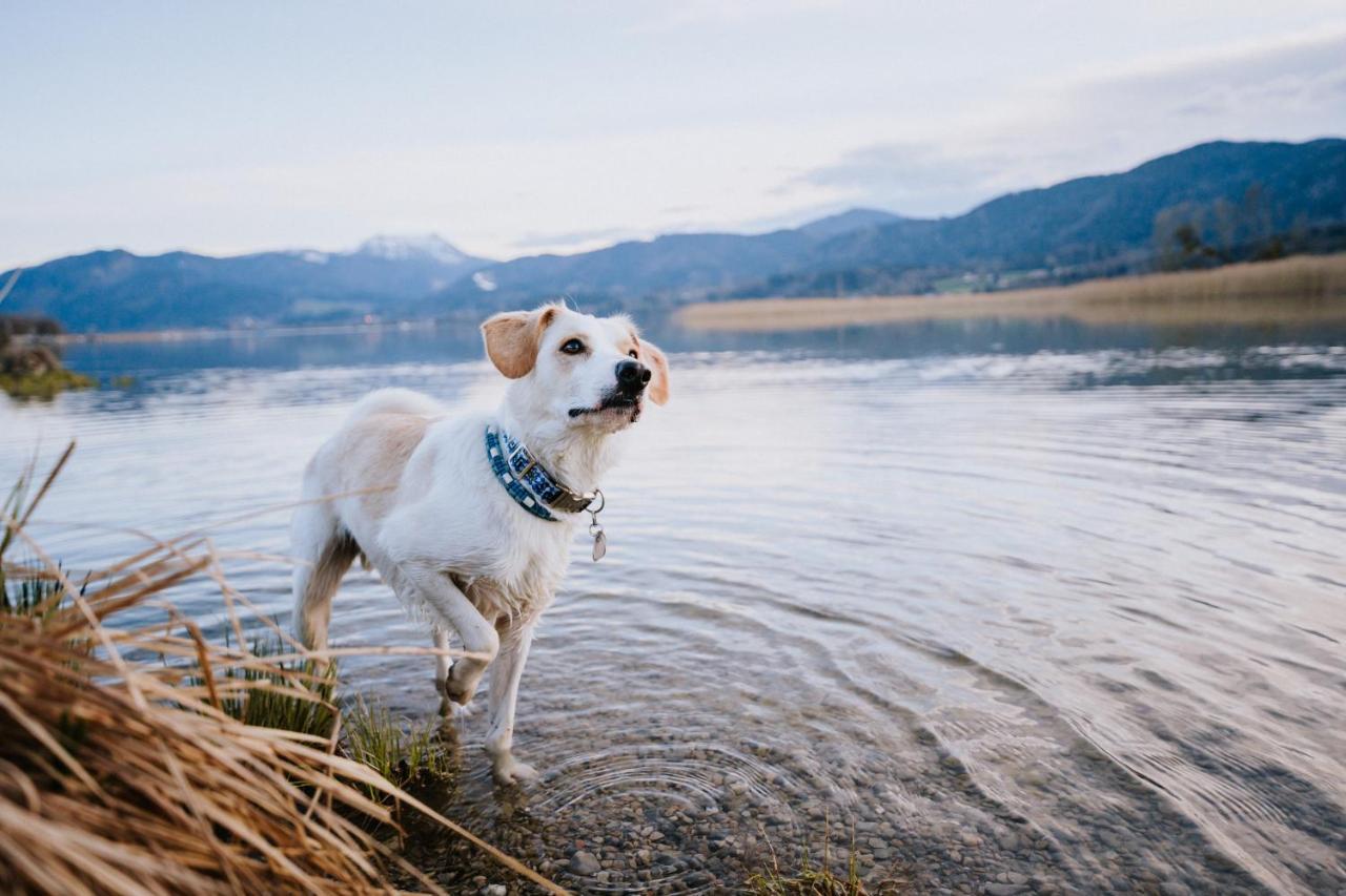Schnitzers Dahoam - Hundefreundlich Bad Wiessee